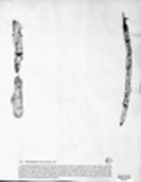 Thelephora intermedia image